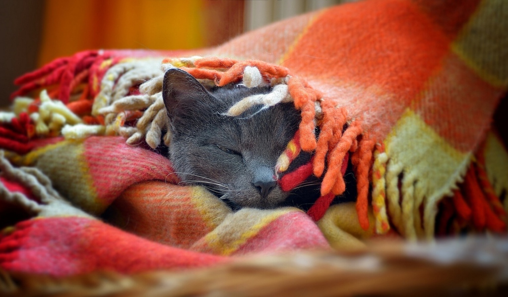 Серый кот греется в покрывале