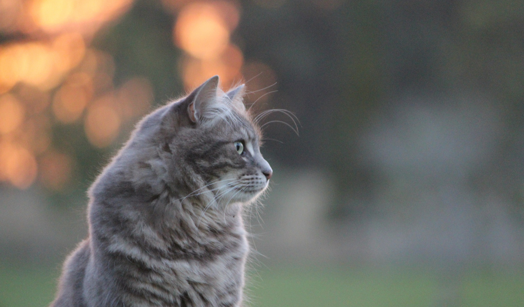 Серый пушистый кот на природе