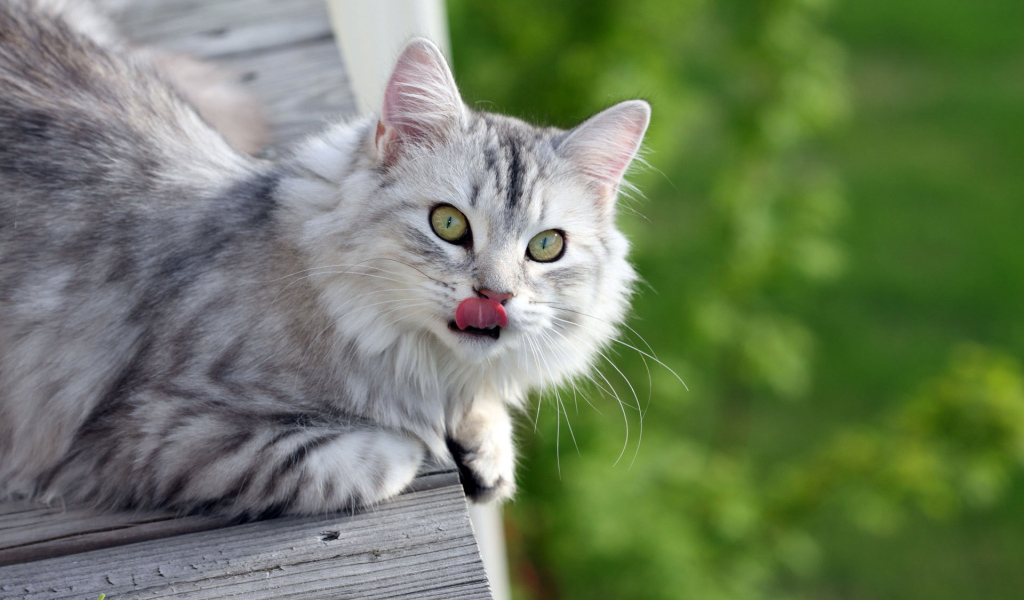 Серый пушистый кот облизался