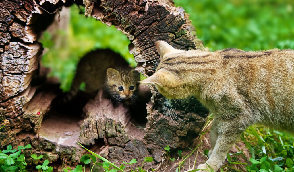 Котёнок и кошка, воспитание