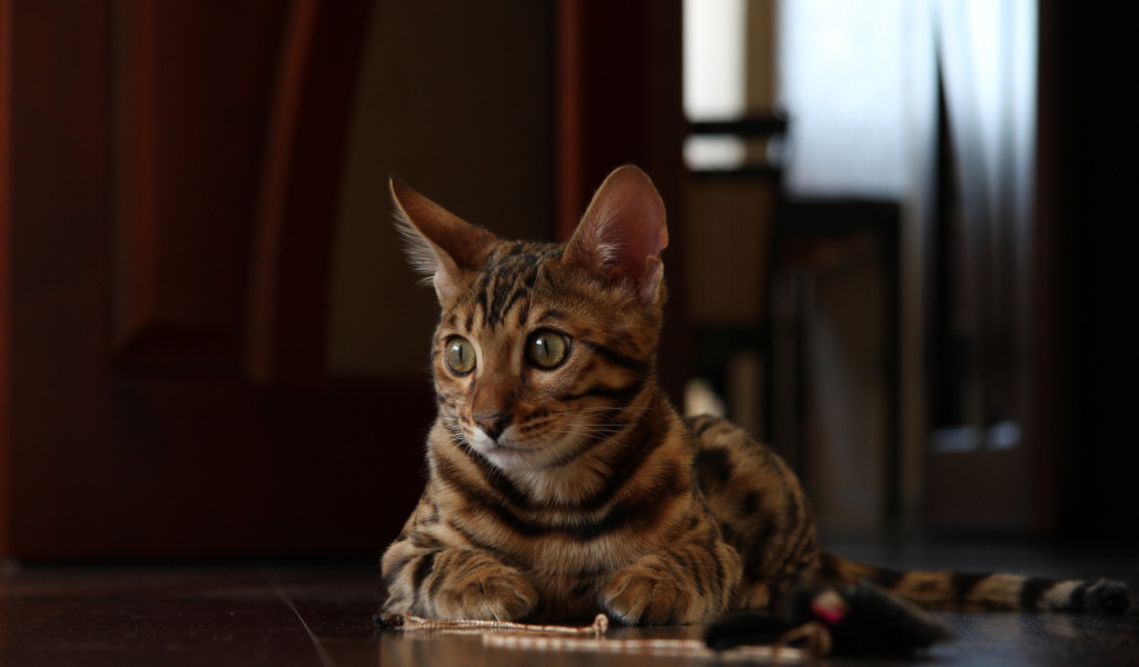 Маленький бенгальский кот лежит на полу