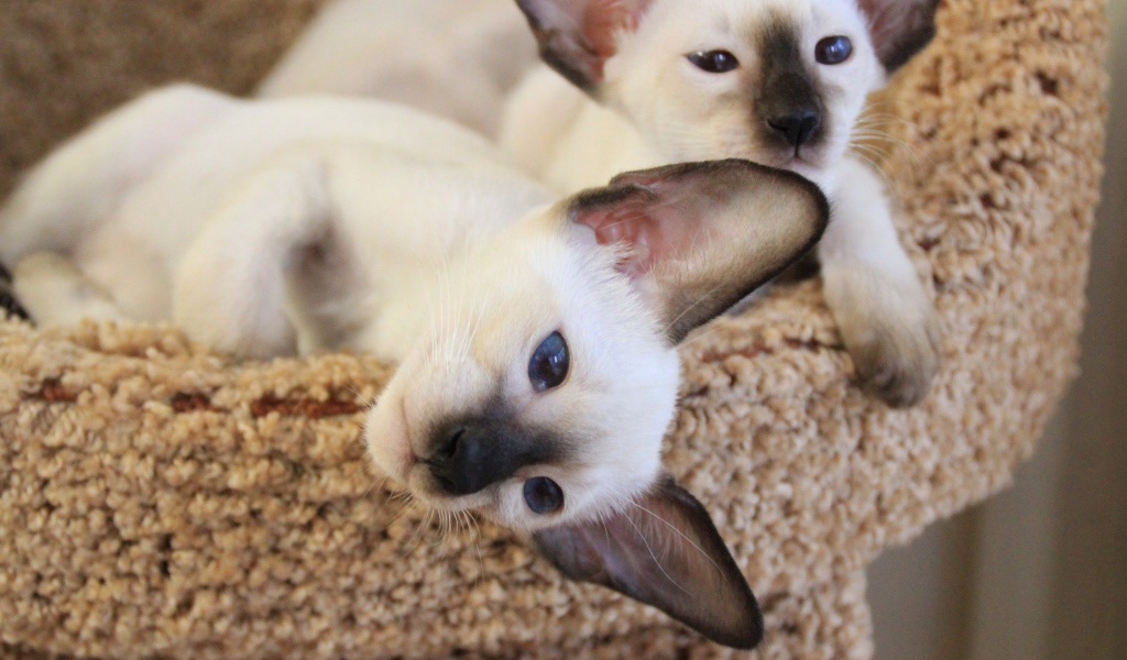 Маленькие сиамские коты отдыхают