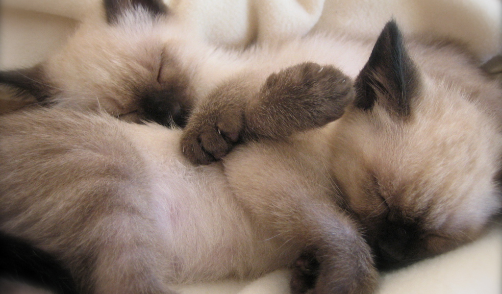 Маленькие сиамские котята