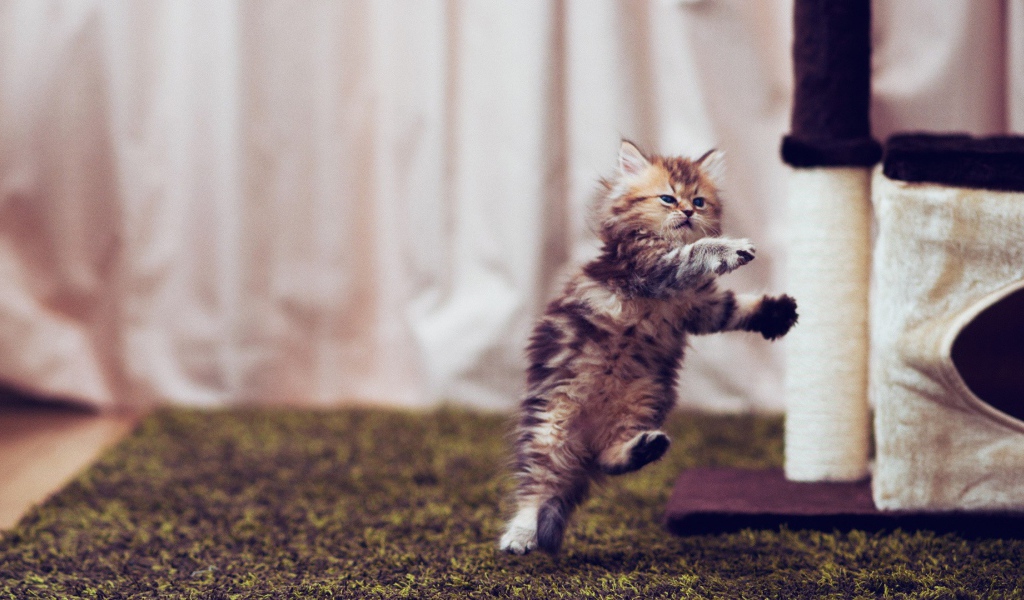 Маленький смешной кот в полёте