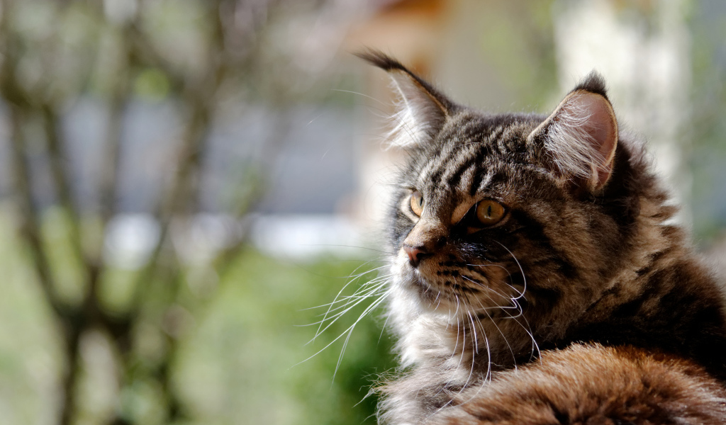 Кот мейн-кун кого-то увидел