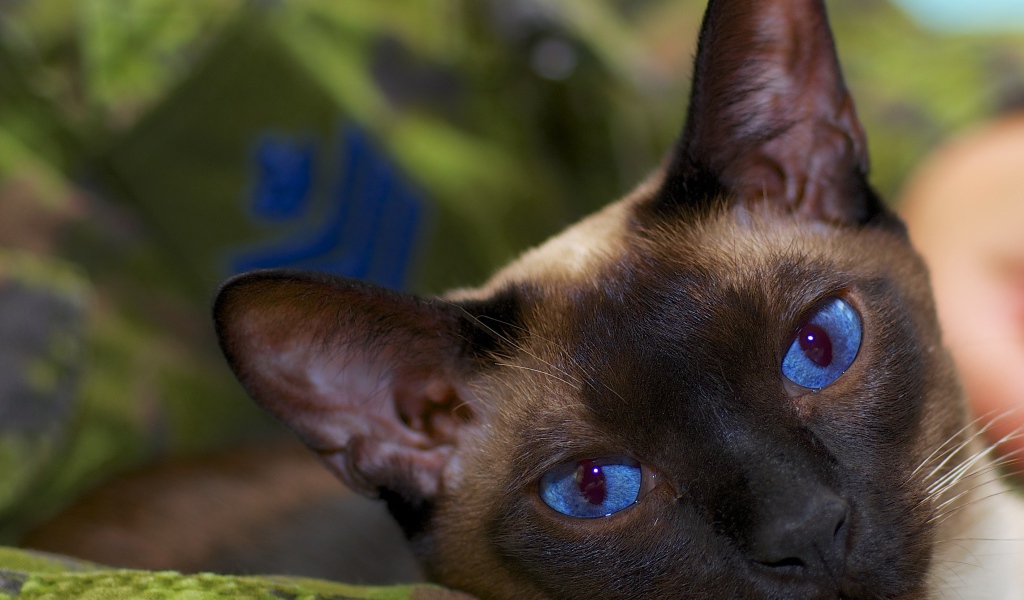 Расслабленный сиамский кот