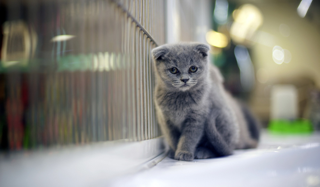 Грустный серый шотландский вислоухий кот