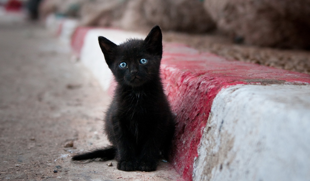 Грустный маленький чёрный кот с голубыми глазами