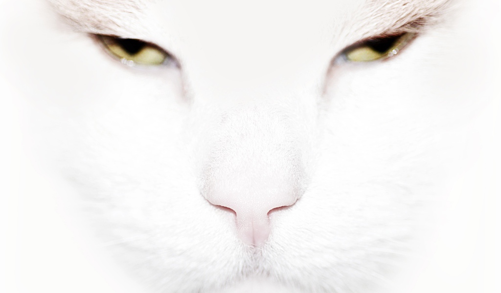 Серьёзный белый кот крупным планом