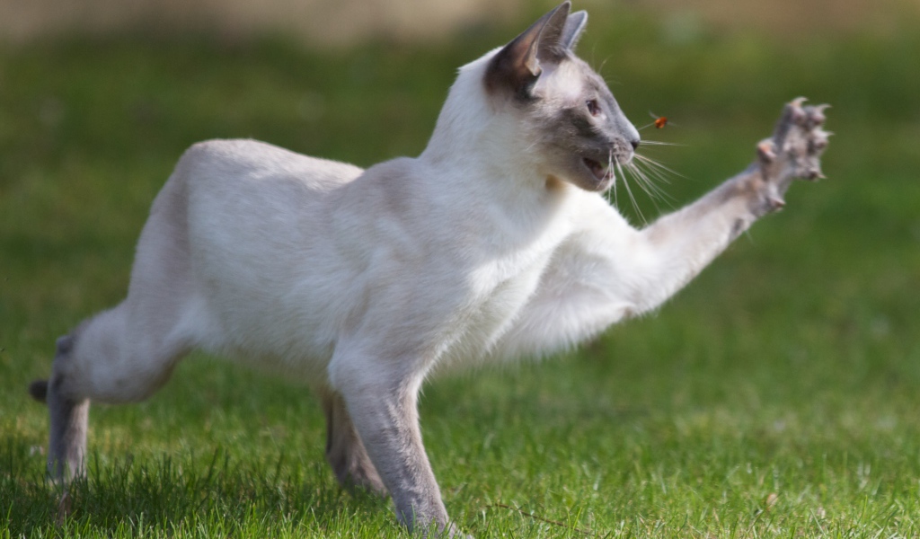 Сиамский кот охотится на насекомое