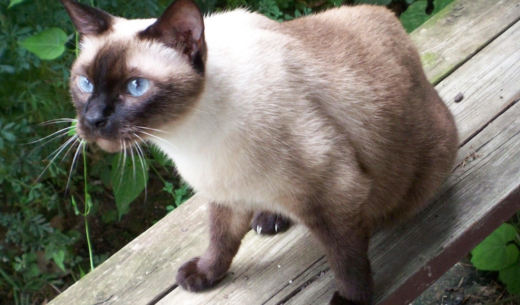 Сиамский кот сидит на скамейке