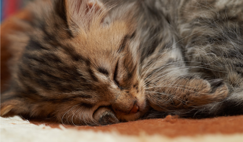 Спящий маленький котёнок