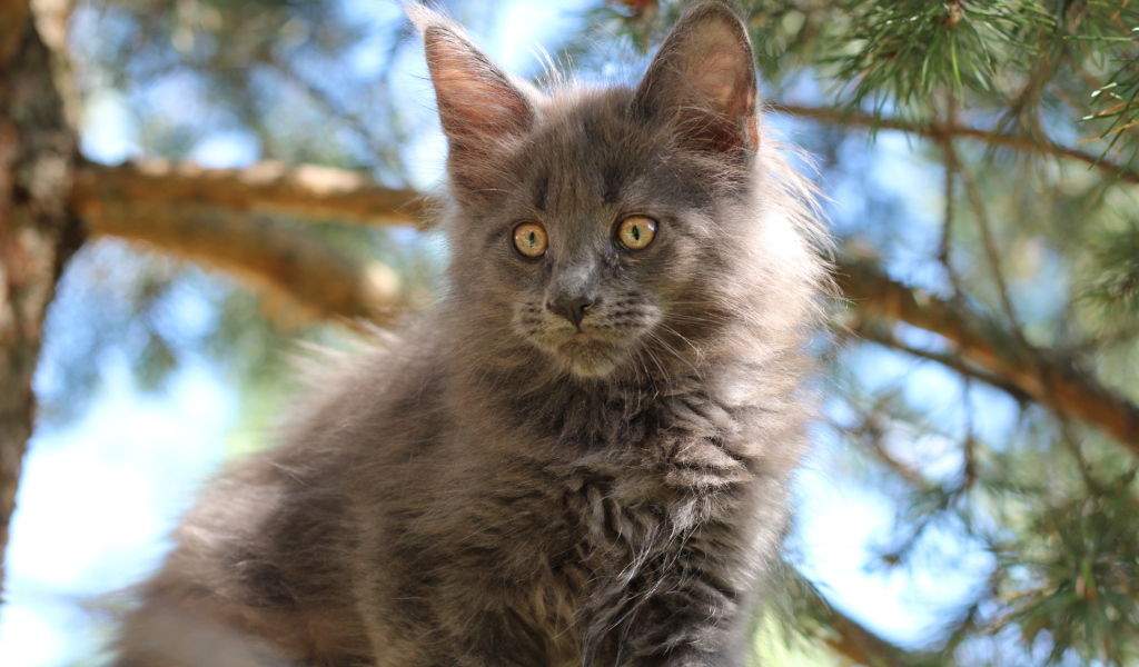 Маленький симпатичный и серый кот мейн-кун на кого-то смотрит