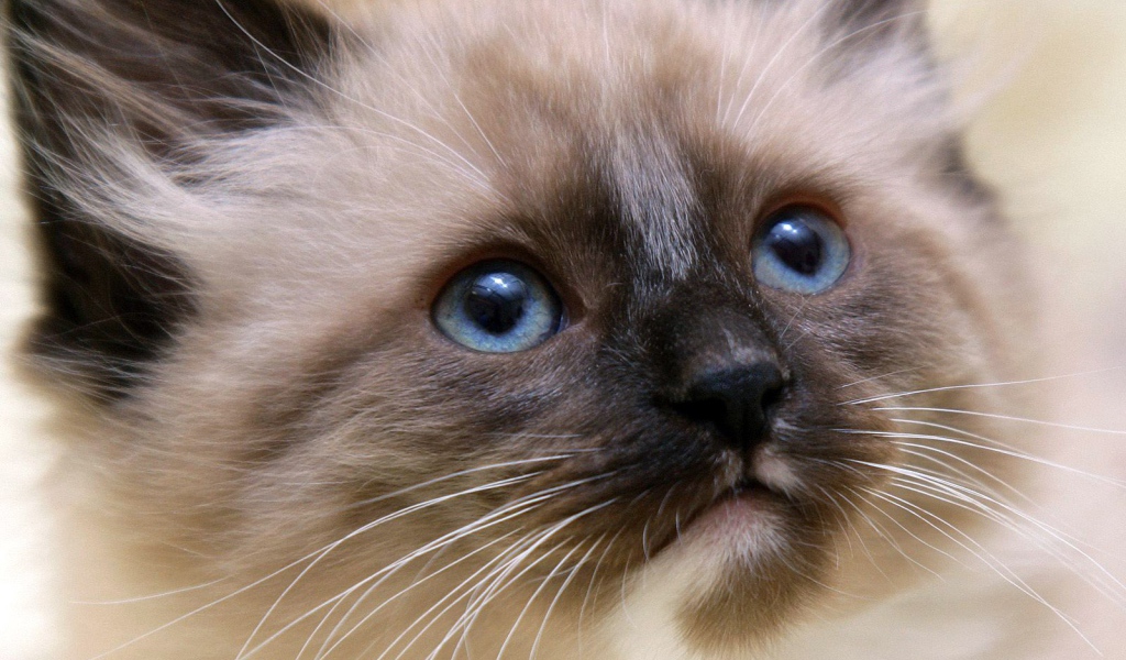 Маленький красивый сиамский кот ближним планом