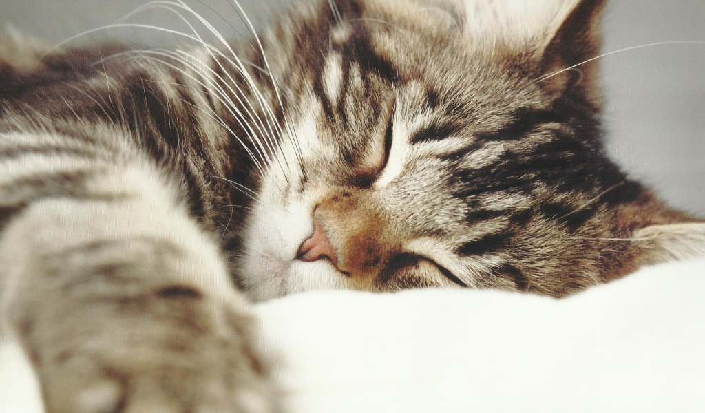 Маленький красивый кот спит