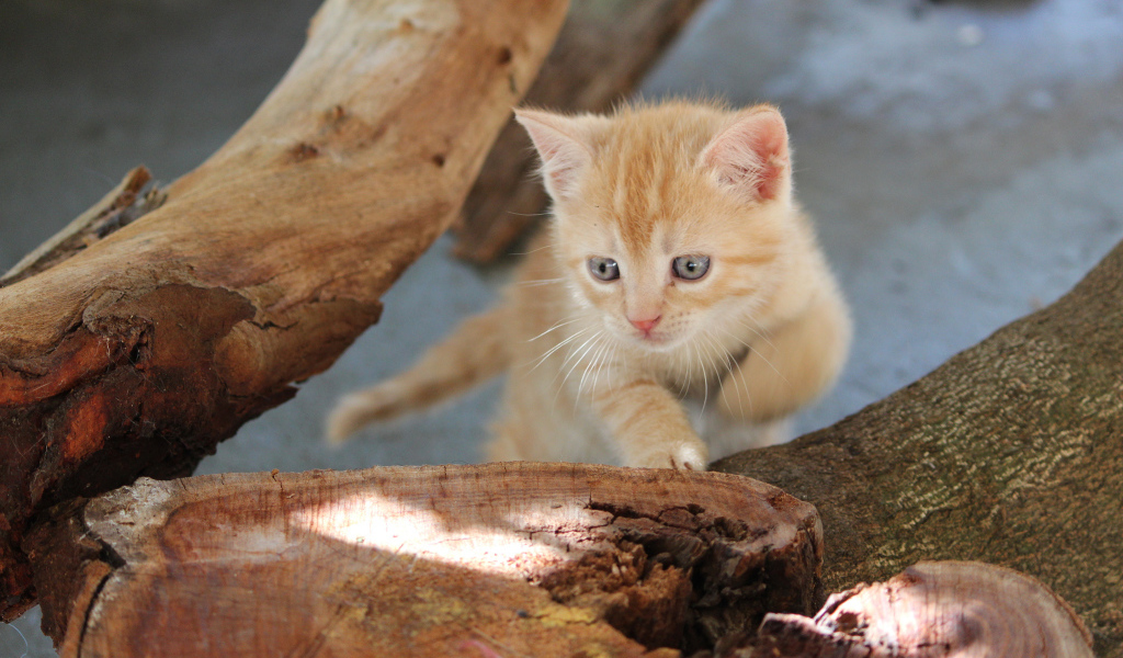 Маленький рыжий кот с голубыми глазами