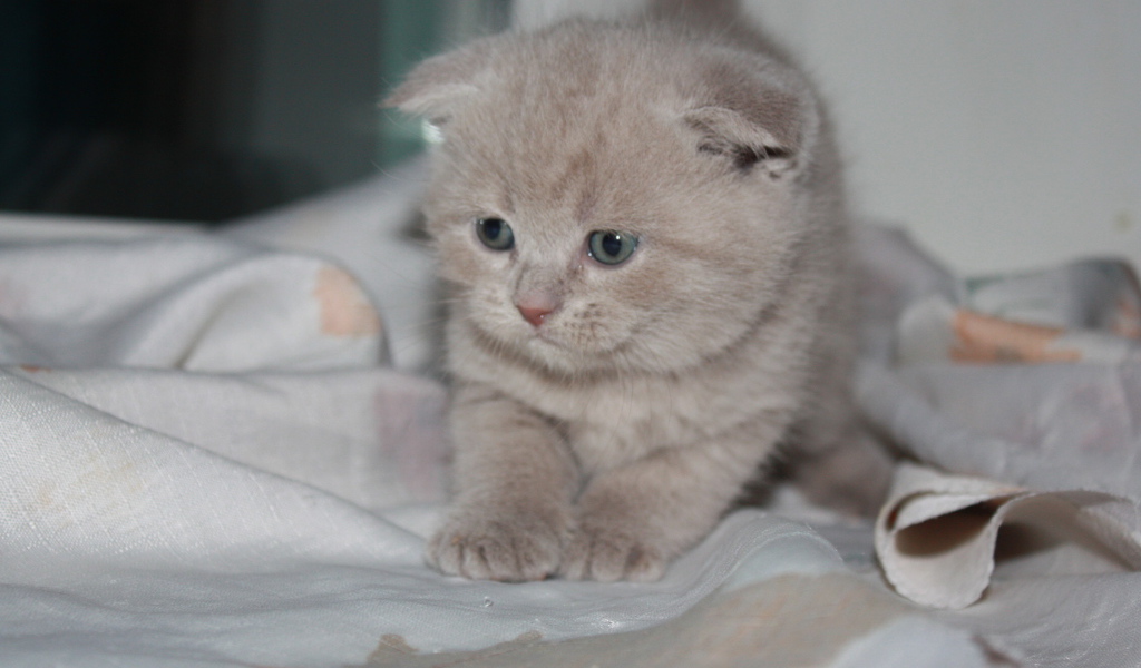 Маленький рыжий шотландский вислоухий кот