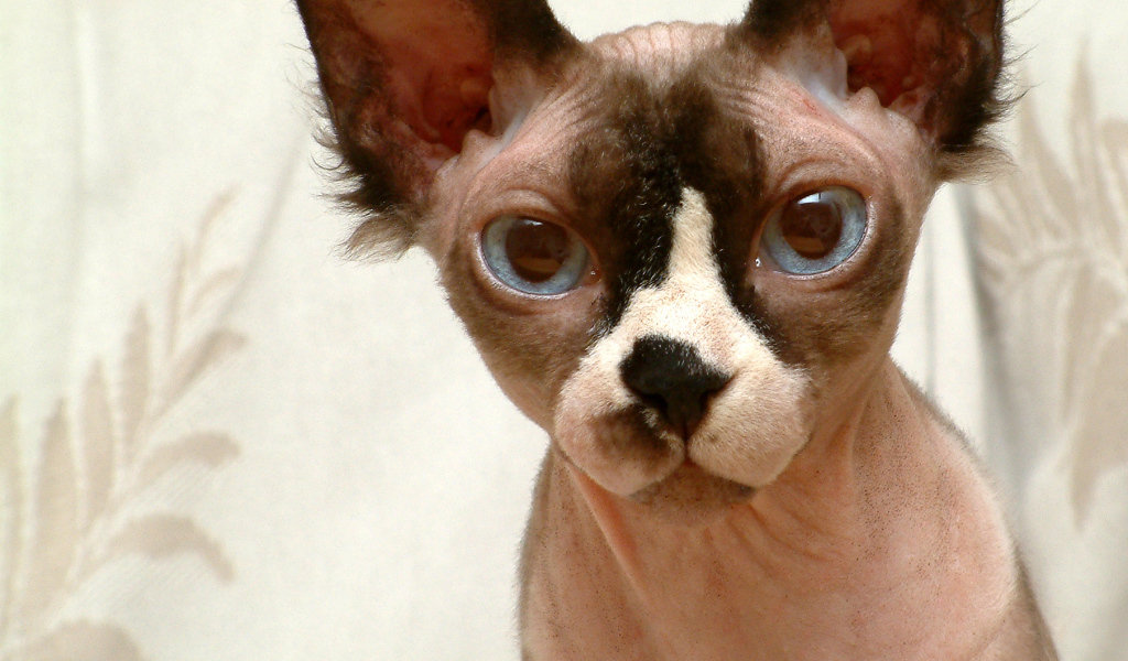 Кот сфинкс крупным планом