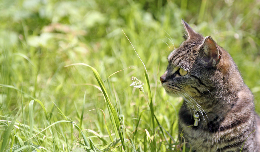 Полосатый кот в траве