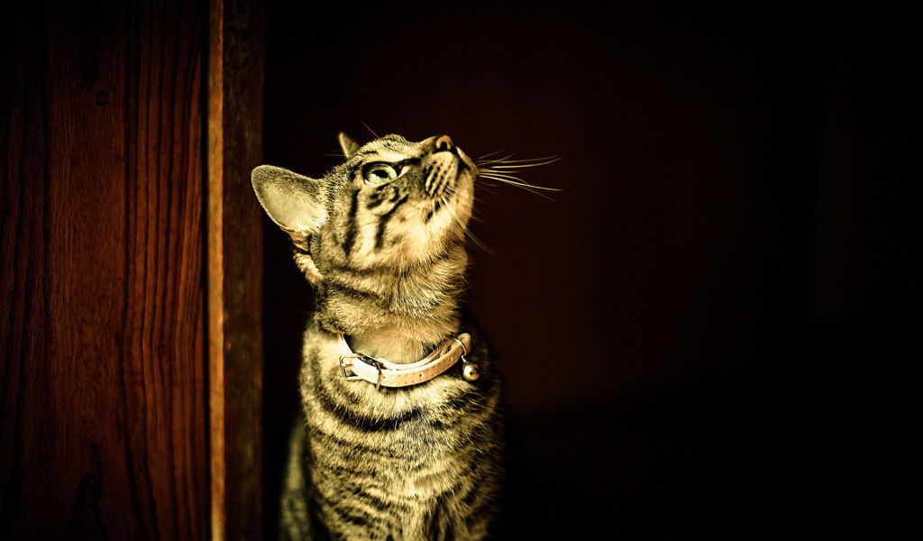 Полосатый кот в ошейнике