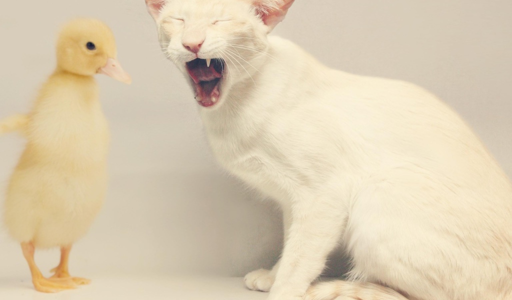 Белый кот и утёнок