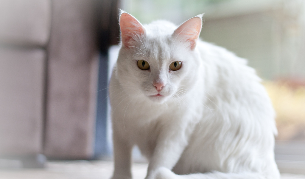 Белый серьёзный кот