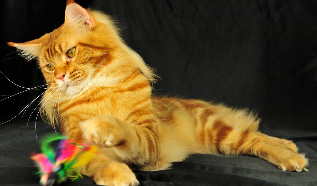 Рыжий молодой кот мейн-кун играет на чёрном фоне