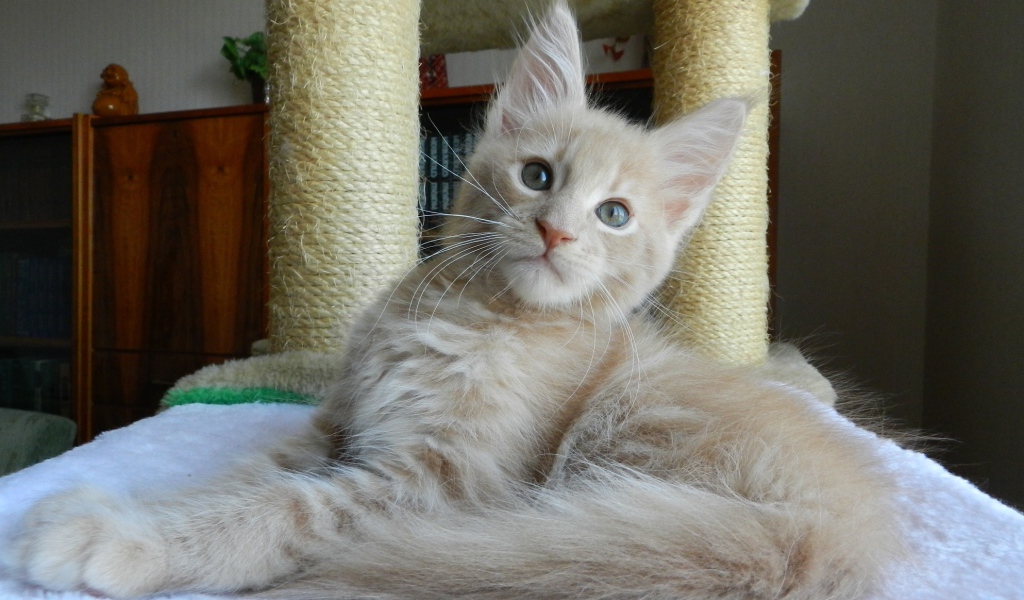 Молодой симпатичный кот мейн-кун отдыхает