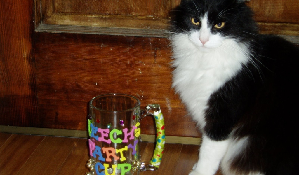 Черно белый кот у кружки