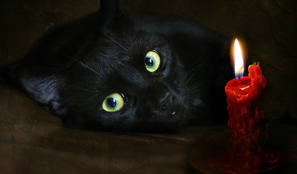 Черный кот и свеча