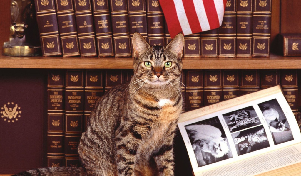 Кошка у книги про котов