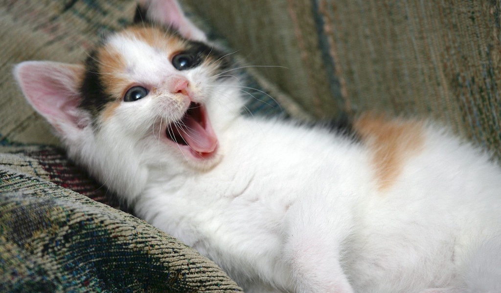 Котенок зовет маму