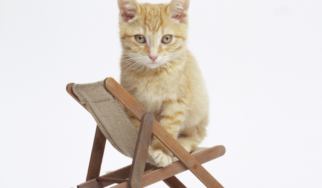 Котенок на стуле