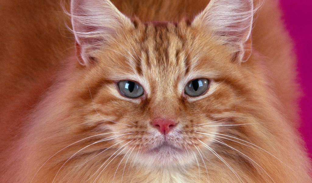 Портрет рыжего кота