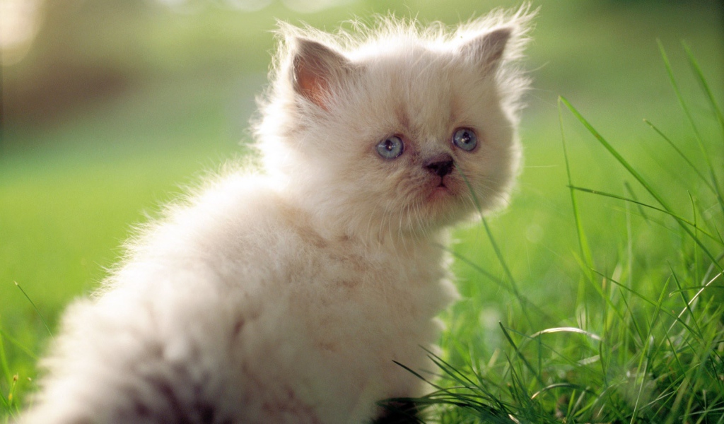 Грустный белый котенок