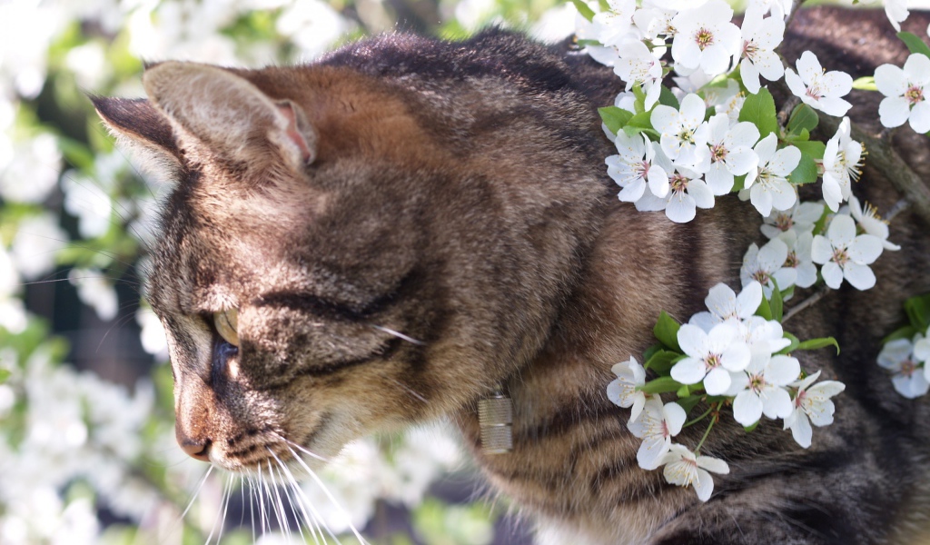 Весенний кот