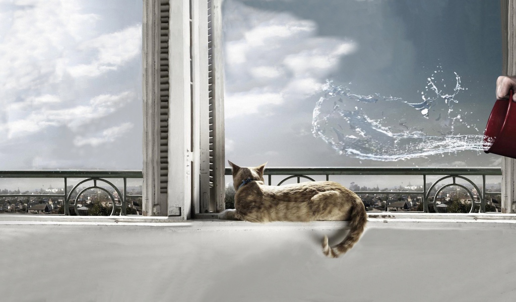 На кота выплеснули воду