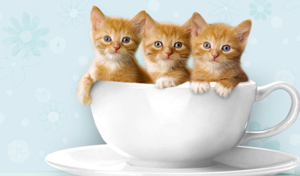 Три рыжих котенка