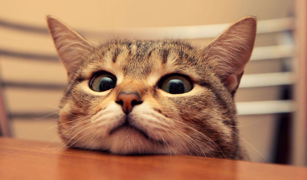 Любопытный кот