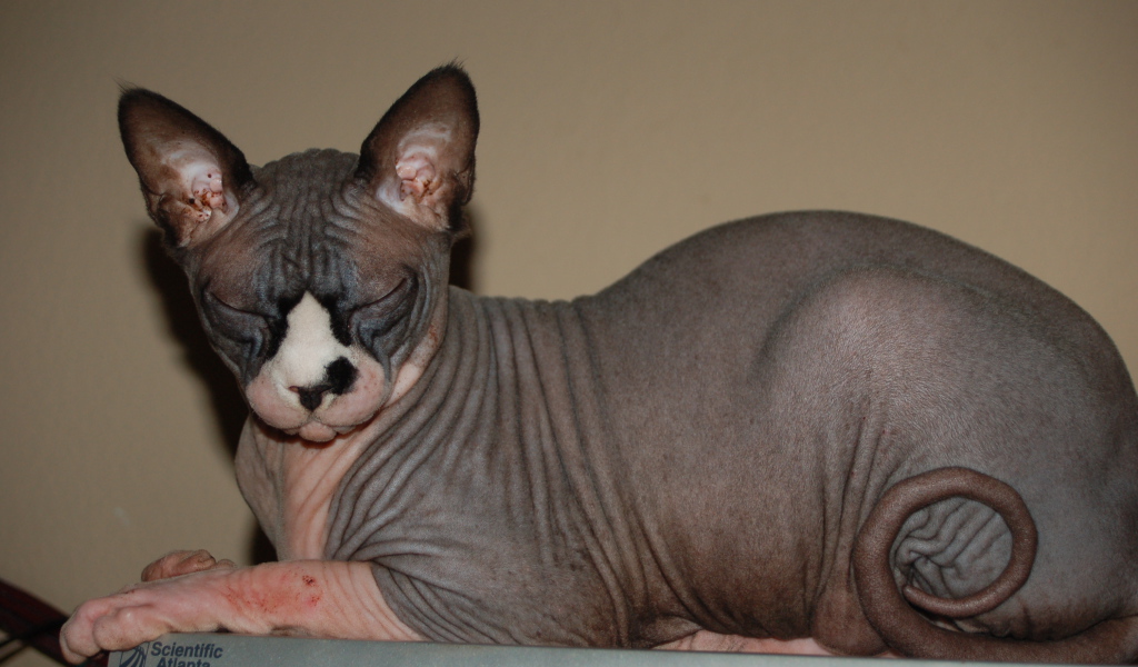 Лысая кошка сфинкс