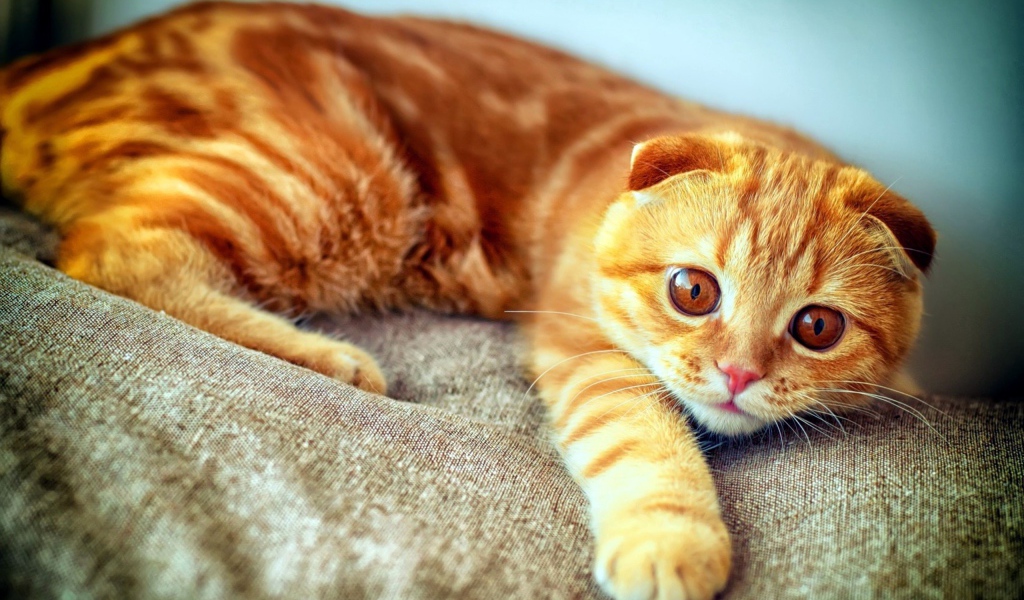 Рыжий кот с полосками