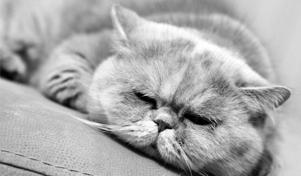 Спящий котик