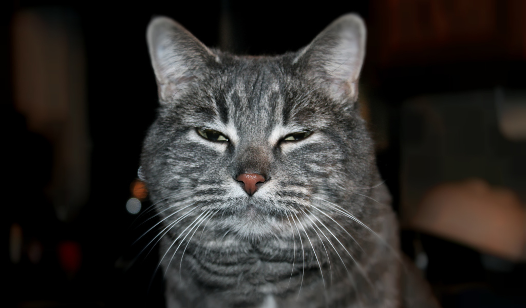 Сонный котик