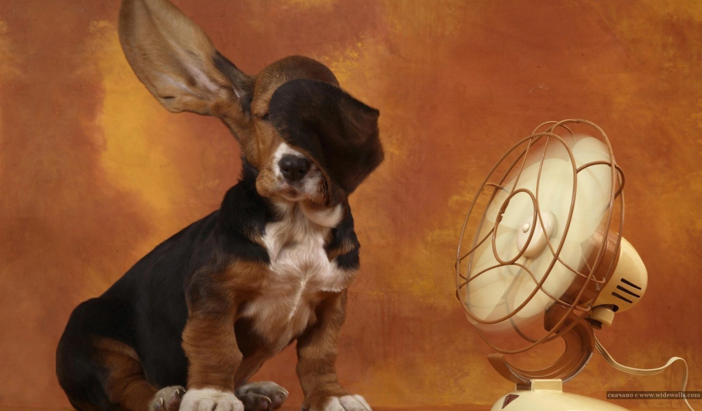 Бассет-хаунд и вентилятор