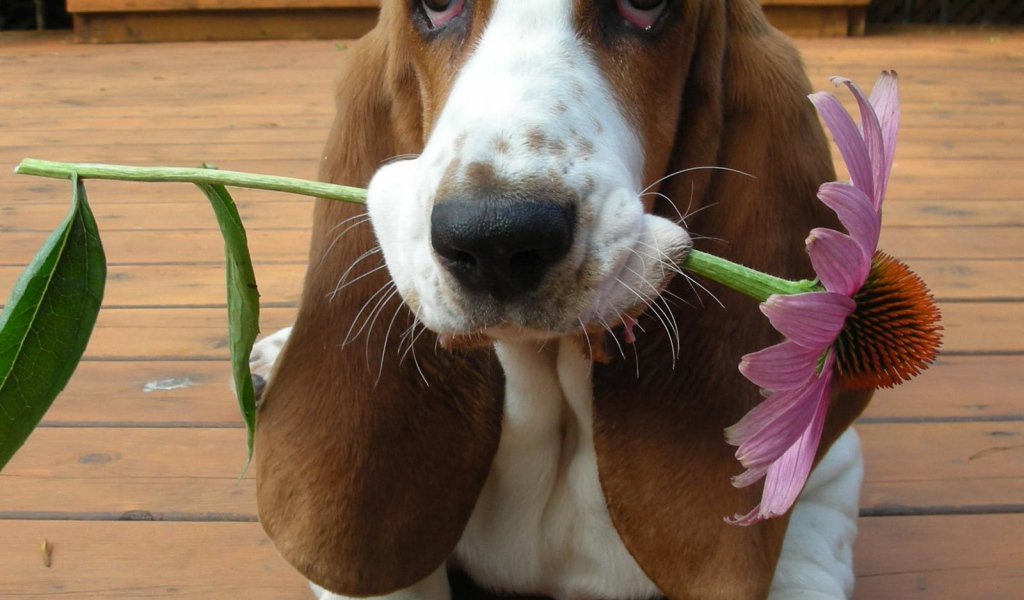 Бассет-хаунд дарит цветок