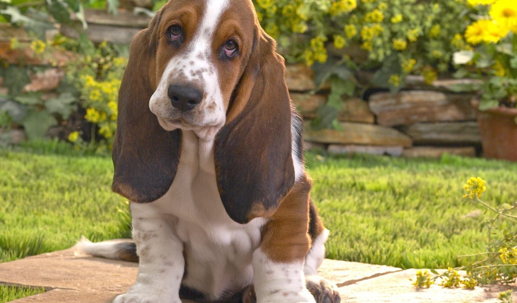 Бассет-хаунд на фоне цветов