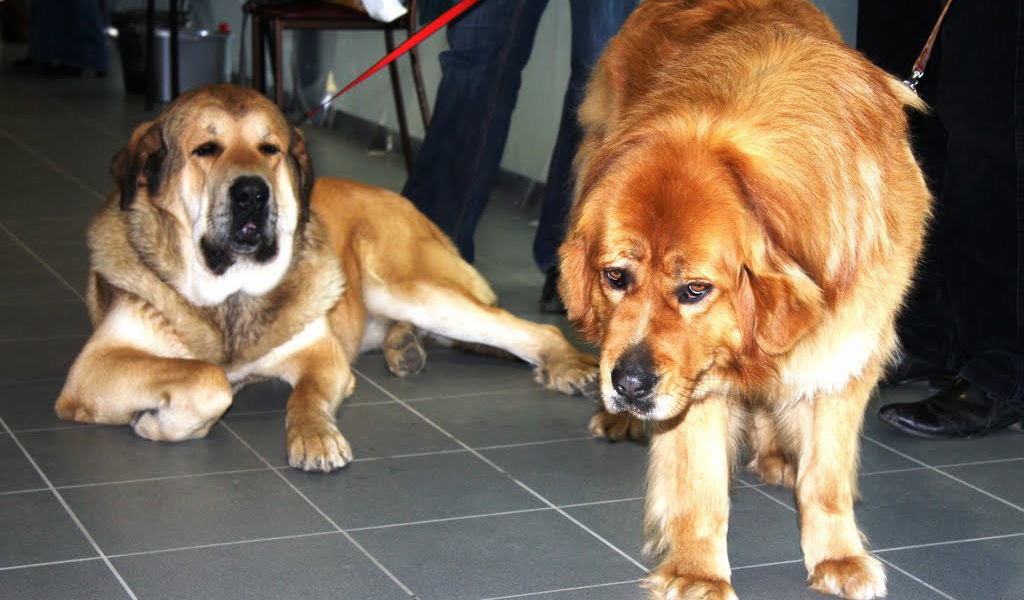 Пара тибетских мастифов