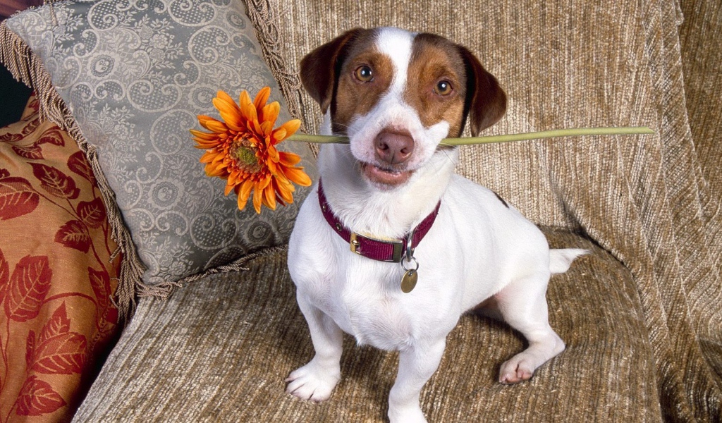 Цветок для любимой хозяйки