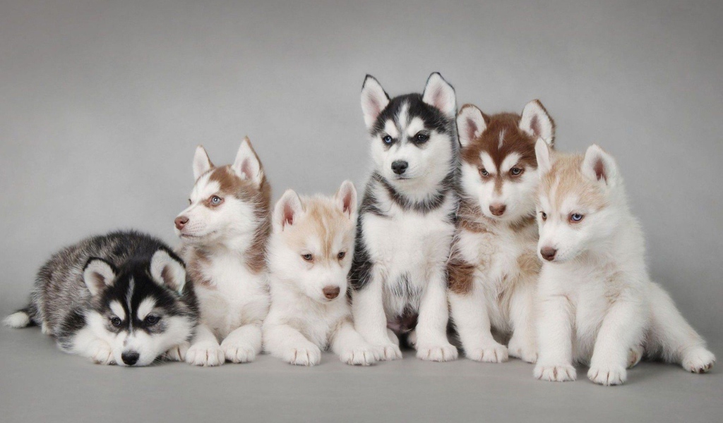 Много сибирских хаски