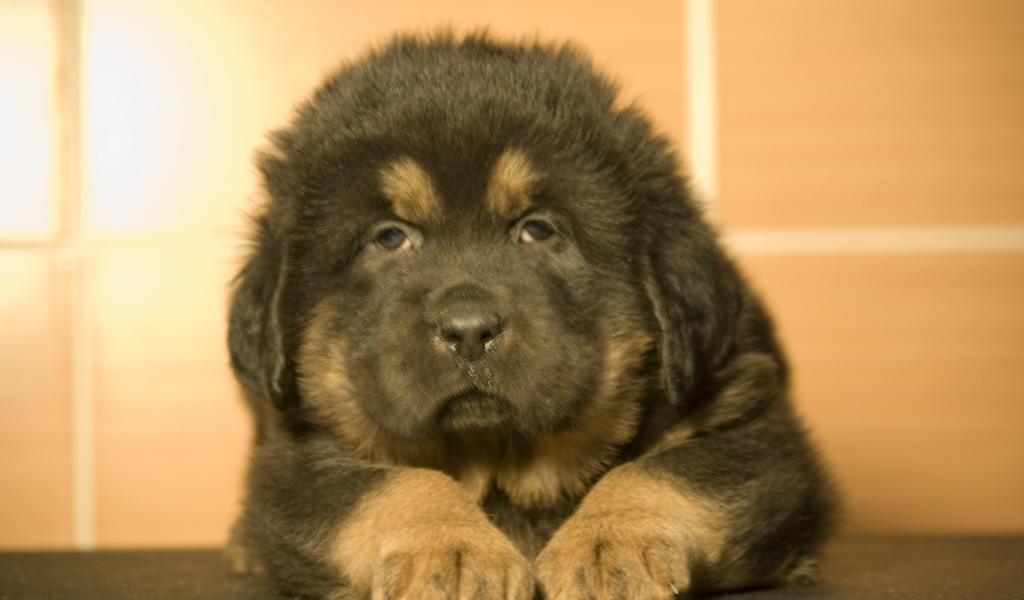 Прелестный маленький тибетский мастиф